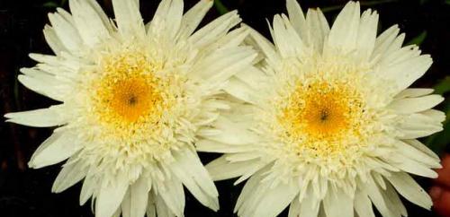 Нивяник от 25 р: что это и как его использовать 06