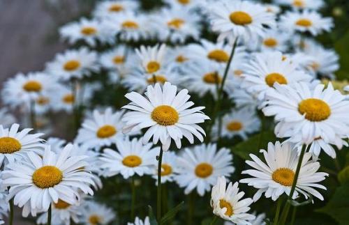 Какие преимущества имеет нивяник от 25 р. Виды нивяника