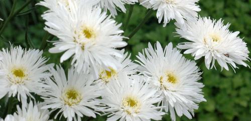 Нивяник от 25 р: что это и как его использовать 16