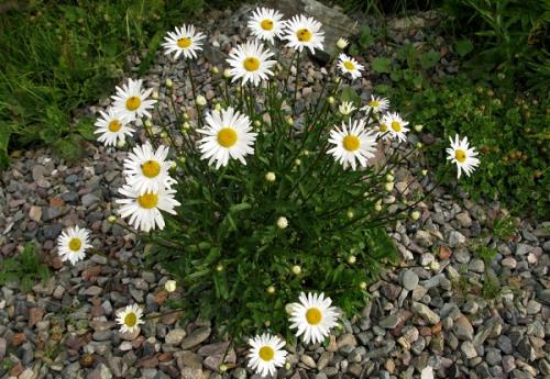 Какие преимущества имеет нивяник от 25 р. Виды нивяника