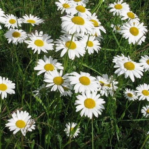 Можно ли использовать нивяник от 25 р на всех видах ткани