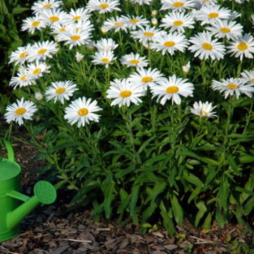 Нивяник от 25 р: что это и как его использовать 08