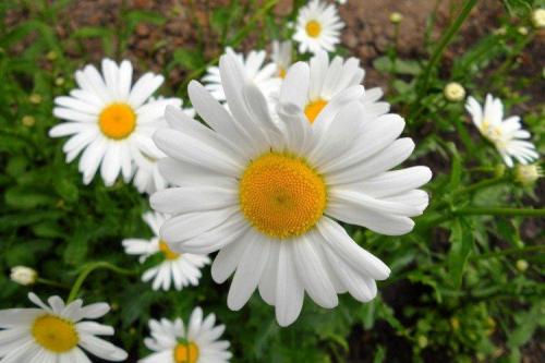 Как отличить оригинальный нивяник от 25 р от подделки. Нивяник (50 фото): виды, уход и посадка в открытом грунте