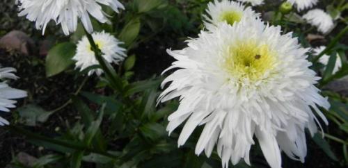 Нивяник от 25 р: что это и как его использовать 14