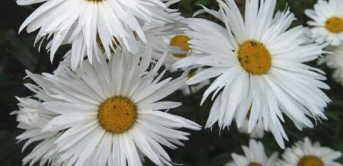 Нивяник от 25 р: что это и как его использовать 15