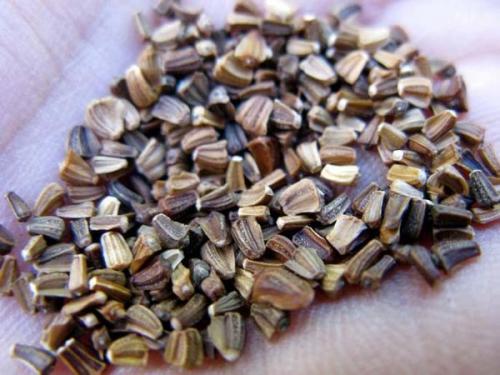 Хризантема посадка семенами осенью. Получаем семена хризантемы