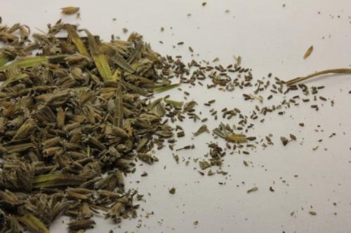 Хризантема мультифлора выращивание из семян. Что собой представляет хризантема мультифлора шаровидная 16