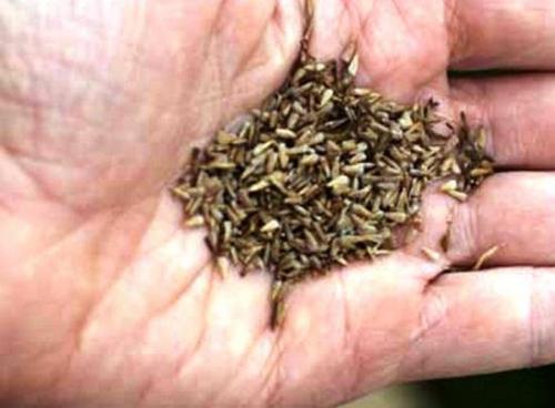 Семена хризантемы кустовой. Как выглядят семена хризантемы, где можно купить, как собрать самому