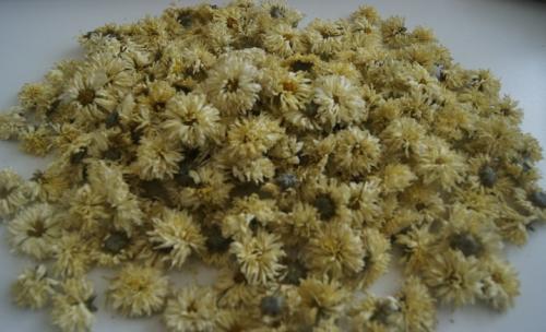 Хризантема мультифлора выращивание из семян. Что собой представляет хризантема мультифлора шаровидная 18