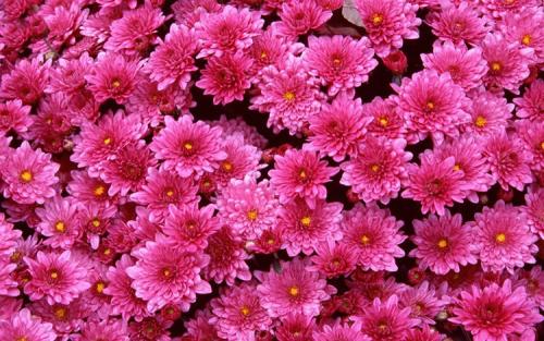 Хризантема мультифлора семена. Выращивание хризантем мультифлора: правила посадки и ухода