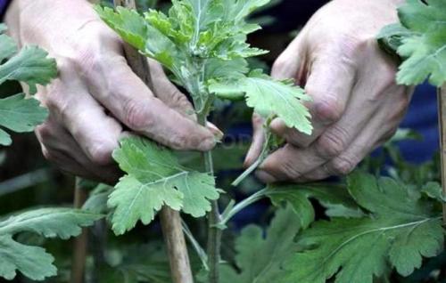 Хризантема мультифлора выращивание из семян. Что собой представляет хризантема мультифлора шаровидная 17