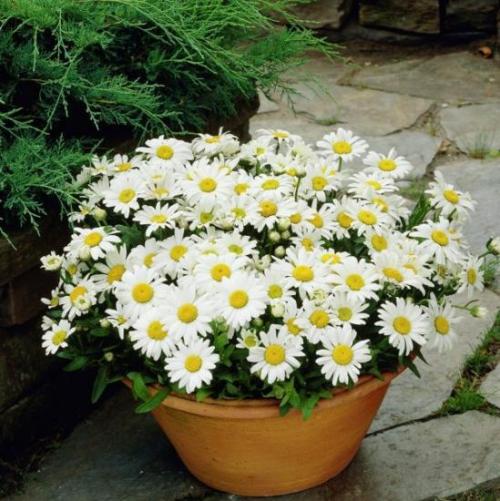 Семена хризантемы кустовой. Как выглядят семена хризантемы, где можно купить, как собрать самому