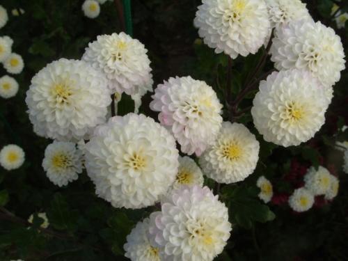 Что собой представляет хризантема мультифлора шаровидная. Хризантема мультифлора: особенности, разновидности и выращивание 05