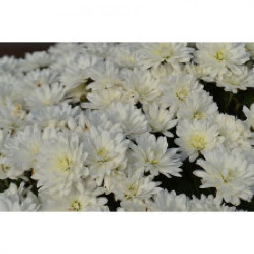Хризантема Мультифлора каталог. Интернет Магазин плодовых и ягодных культур Широкий ассортимент и высокое качество. Саженцы приспособлены для выращивания в условиях сурового климата Сибири. Доставка по всей России.