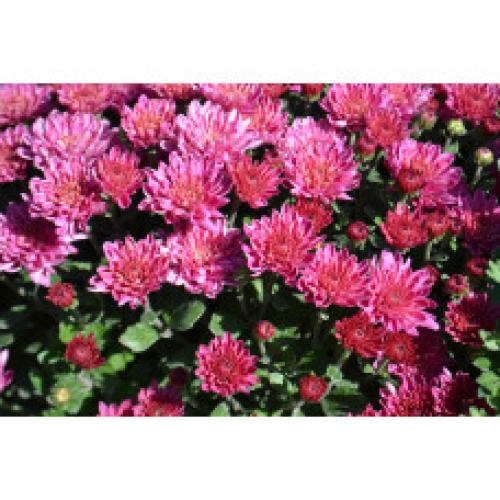 Хризантема Мультифлора каталог. Интернет Магазин плодовых и ягодных культур Широкий ассортимент и высокое качество. Саженцы приспособлены для выращивания в условиях сурового климата Сибири. Доставка по всей России.