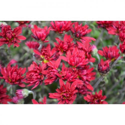 Хризантема мультифлора каталог. Интернет Магазин плодовых и ягодных культур Широкий ассортимент и высокое качество. Саженцы приспособлены для выращивания в условиях сурового климата Сибири. Доставка по всей России.