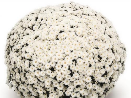 Шаровидная хризантема мультифлора. Выращивание хризантем мультифлора: правила посадки и ухода