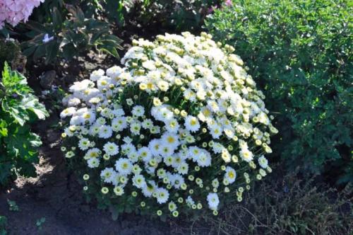 Что собой представляет хризантема мультифлора шаровидная. Хризантема мультифлора: особенности, разновидности и выращивание 06