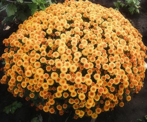 Хризантема Мультифлора описание. Выращивание хризантем мультифлора: правила посадки и ухода