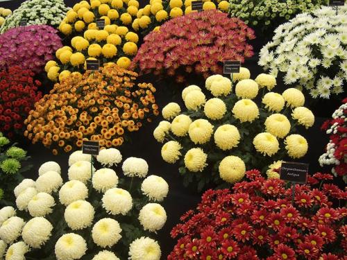 Хризантема Мультифлора зимовка дома. Хризантема Мультифлора - изящное совершенство