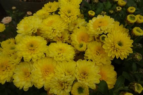 Что собой представляет хризантема мультифлора шаровидная. Хризантема мультифлора: особенности, разновидности и выращивание 04