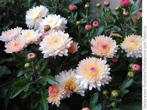 Хризантема Мультифлора зимовка. Хризантема Мультифлора. Эксперимент с зимовкой