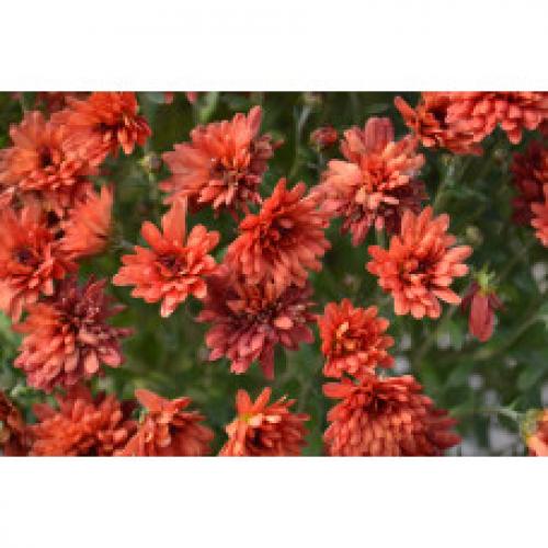 Хризантема мультифлора каталог. Интернет Магазин плодовых и ягодных культур Широкий ассортимент и высокое качество. Саженцы приспособлены для выращивания в условиях сурового климата Сибири. Доставка по всей России.