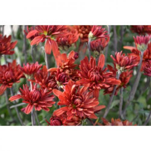 Хризантема Мультифлора каталог. Интернет Магазин плодовых и ягодных культур Широкий ассортимент и высокое качество. Саженцы приспособлены для выращивания в условиях сурового климата Сибири. Доставка по всей России.