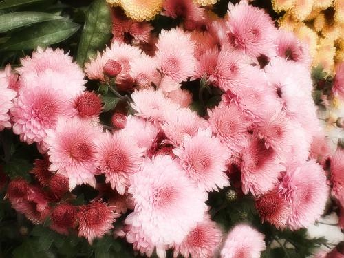 Хризантема Мультифлора описание. Выращивание хризантем мультифлора: правила посадки и ухода