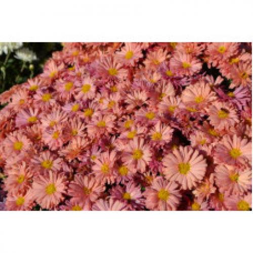Хризантема Мультифлора каталог. Интернет Магазин плодовых и ягодных культур Широкий ассортимент и высокое качество. Саженцы приспособлены для выращивания в условиях сурового климата Сибири. Доставка по всей России.