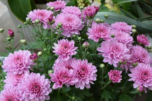 Хризантема Мультифлора зимовка дома. Хризантема Мультифлора - изящное совершенство