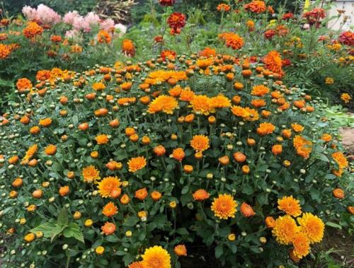 Что собой представляет хризантема мультифлора шаровидная. Хризантема мультифлора: особенности, разновидности и выращивание 03