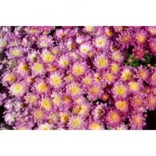 Хризантема Мультифлора каталог. Интернет Магазин плодовых и ягодных культур Широкий ассортимент и высокое качество. Саженцы приспособлены для выращивания в условиях сурового климата Сибири. Доставка по всей России.