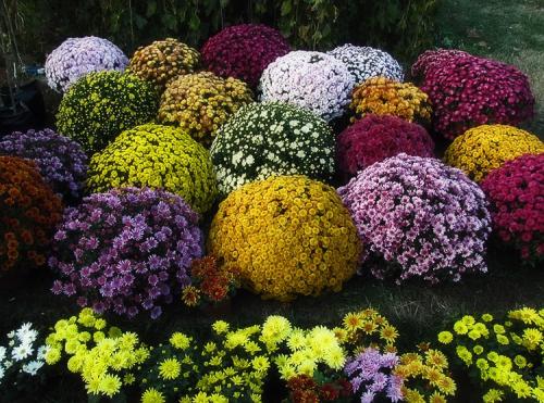 Хризантема Мультифлора описание. Выращивание хризантем мультифлора: правила посадки и ухода