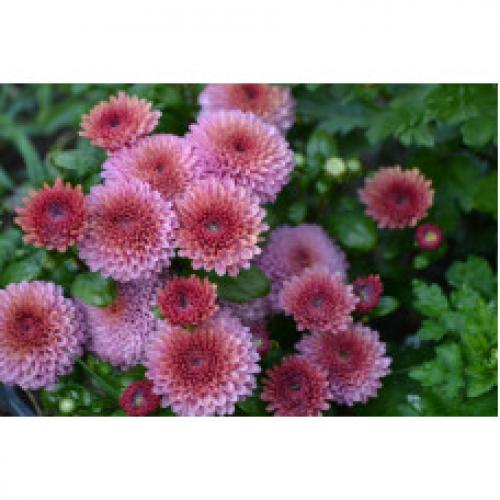 Хризантема Мультифлора каталог. Интернет Магазин плодовых и ягодных культур Широкий ассортимент и высокое качество. Саженцы приспособлены для выращивания в условиях сурового климата Сибири. Доставка по всей России.