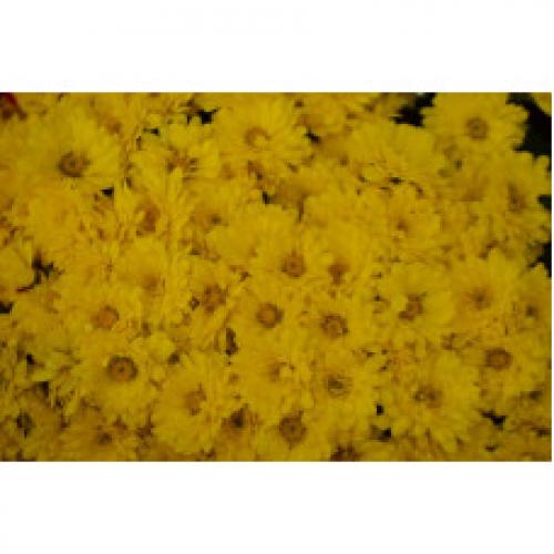 Хризантема мультифлора каталог. Интернет Магазин плодовых и ягодных культур Широкий ассортимент и высокое качество. Саженцы приспособлены для выращивания в условиях сурового климата Сибири. Доставка по всей России.