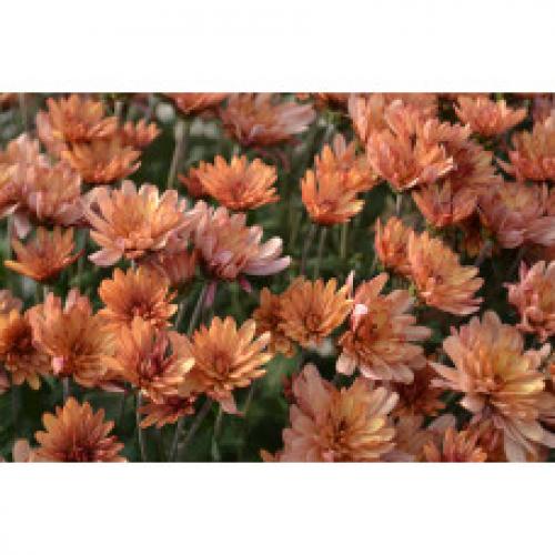 Хризантема Мультифлора каталог. Интернет Магазин плодовых и ягодных культур Широкий ассортимент и высокое качество. Саженцы приспособлены для выращивания в условиях сурового климата Сибири. Доставка по всей России.