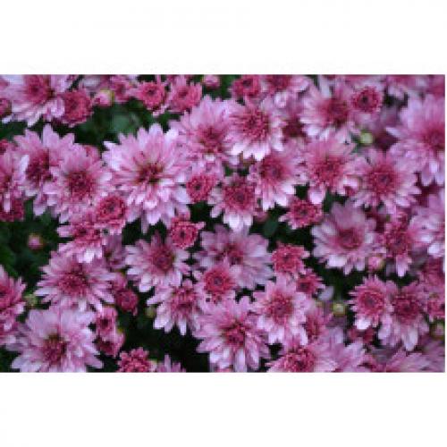 Хризантема Мультифлора каталог. Интернет Магазин плодовых и ягодных культур Широкий ассортимент и высокое качество. Саженцы приспособлены для выращивания в условиях сурового климата Сибири. Доставка по всей России.