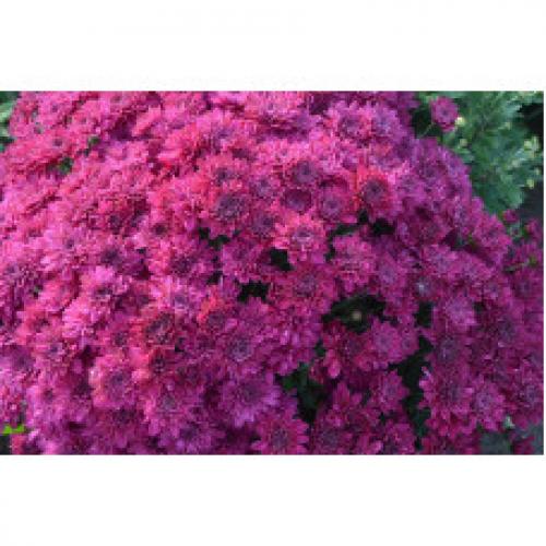 Хризантема Мультифлора каталог. Интернет Магазин плодовых и ягодных культур Широкий ассортимент и высокое качество. Саженцы приспособлены для выращивания в условиях сурового климата Сибири. Доставка по всей России.