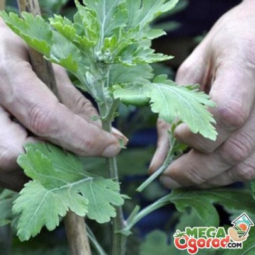 Шаровидная хризантема зимовка. Посадка хризантемы