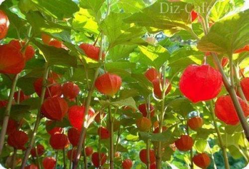 Подборка осенних посадок для на даче. Как правильно подготовить грядки 05