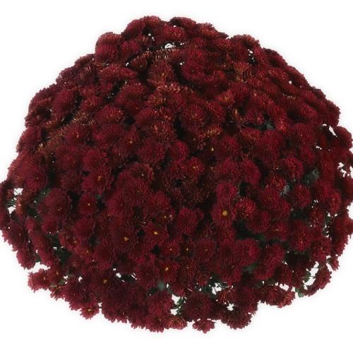 Хризантема мультифлора шаровидная Семена. Выращивание хризантем мультифлора: правила посадки и ухода