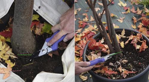 Подборка осенних посадок для на даче. Как правильно подготовить грядки 08