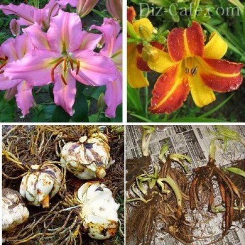 Подборка осенних посадок для на даче. Как правильно подготовить грядки 03