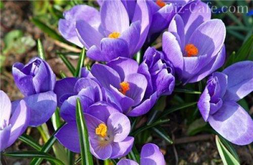 Подборка осенних посадок для на даче. Как правильно подготовить грядки 01