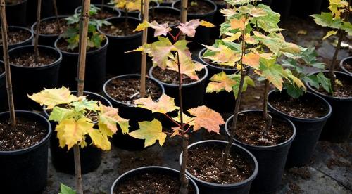 Подборка осенних посадок для на даче. Как правильно подготовить грядки 07