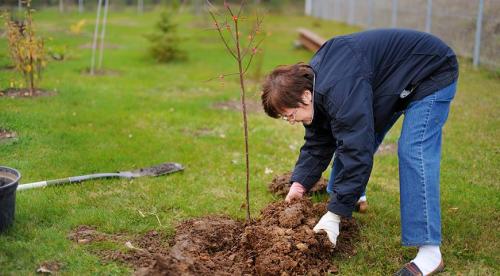 Подборка осенних посадок для на даче. Как правильно подготовить грядки 06