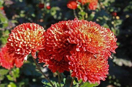 Сорта хризантем. Лучшие сорта хризантем: фото, названия и описания (каталог)