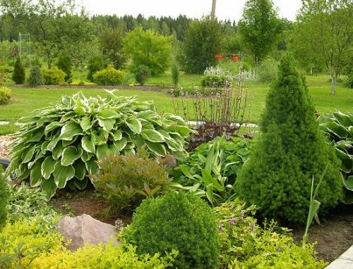 Обрезка коники весной. Чем интересна карликовая ель?