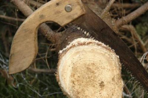 Как реанимировать ель. Как реанимировать засыхающую живую новогоднюю елку